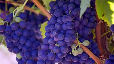 Aprendizaje multitarea para modelos biofísicos en viticultura