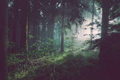 Cómo la IA multiagente reduce el coste del etiquetado forestal