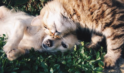 5 errores comunes al conducir con tu perro