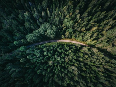 DINOvTree: IA para medir árboles con drones