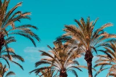 Top 20 empresas n8n en Ibiza