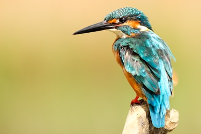 Balance adaptativo de pérdidas para clasificación multitarea de aves