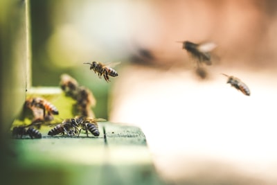 Un siglo de abejas prósperas bajo un cementerio de Nueva York