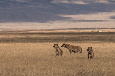 Recompensas defectuosas en la naturaleza