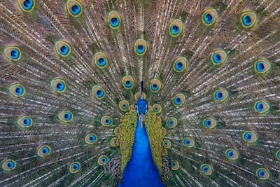 Peacock se integra en YouTube Premium: análisis