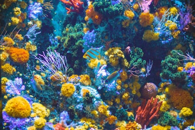 Técnicas de IA para clasificación taxonómica de especies marinas