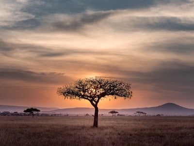 Nuevo recurso de treebanks sintácticos para lenguas africanas