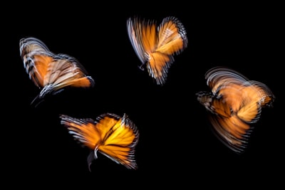 El efecto mariposa y el caos determinista