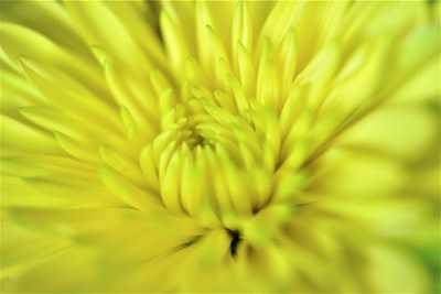 Flower: A Flow Matching Solver for Inverse Problems