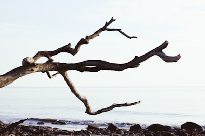 Cómo TreeSeeker optimiza la exploración en búsquedas profundas