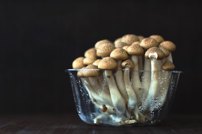 Métodos probados para cultivar hongos