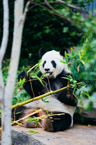 Pandas sigue siendo mi opción preferida para manipulación de datos