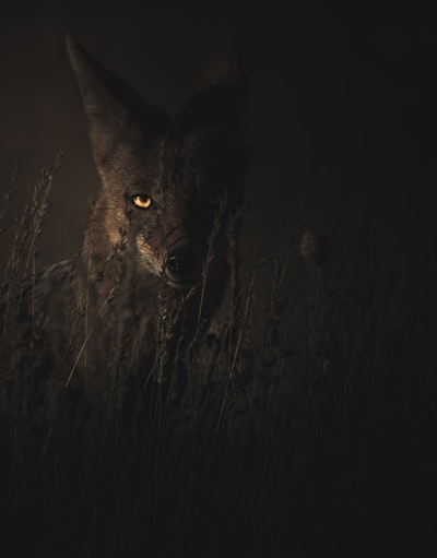 Desmantelando un Sindicato de Cibercrimen Africano: La Historia Oculta de Este Cazador de Amenazas