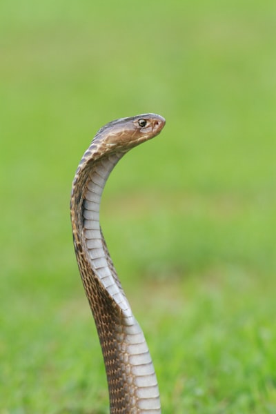 Ignoré Python en Excel, pero ahora es imprescindible