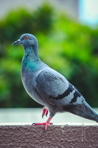 300,000 users prefer digital slowness with Roost