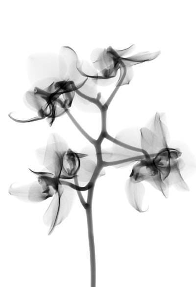 Implementing Signals and Reactivity with Vanilla JavaScript