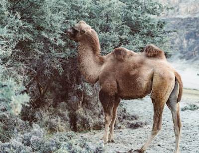 Cómo CAMEL Reconstruyó la Automatización del Navegador
