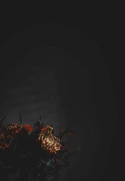 Cazador de bestias salvajes