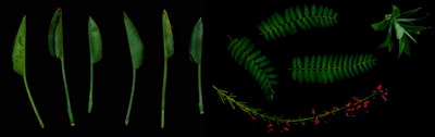Evolutionary Dynamics of R Gene Polymorphisms and Host Resistance Profiling through Multiscale Network Analysis