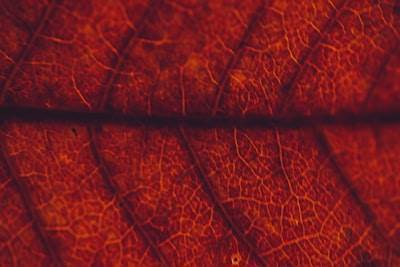 Detección automatizada de anomalías en imágenes de OCT retinal