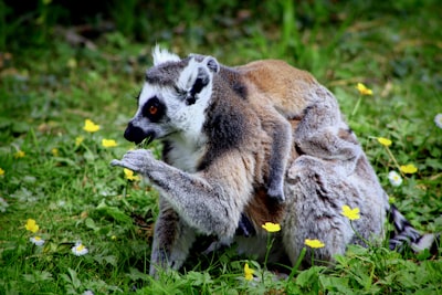 Recuperación Multi-Vector Aprendida con LEMUR