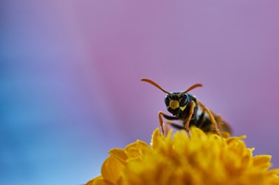 Wasp: Crea apps React + Node.js 10 veces más rápido