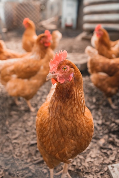 Golden Chickens MaaS: cuatro nuevas familias de malware modulares