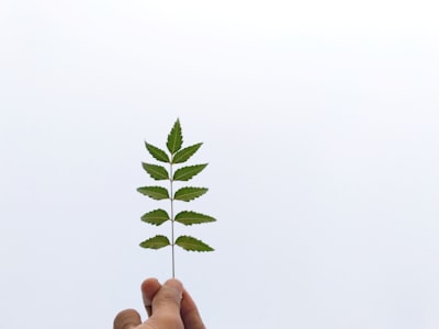 Beneficios de la aplicación web empresarial para prácticas comerciales sostenibles