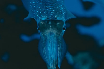 Cómo los calamares inspiran bombas de fluidos