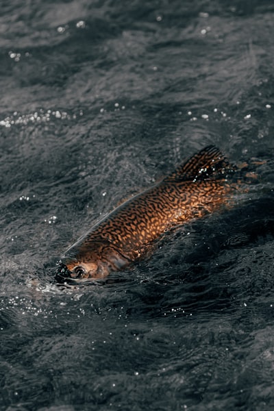 Looping Salmon