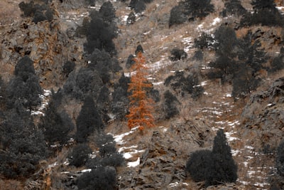 Mapes 3D d' alta fidelitat per a emergències forestals