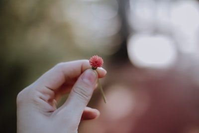10 proyectos de ahorro con Raspberry Pi