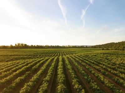 Ahorros de $34/ha con VRT asimétrico y control de plagas