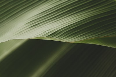 Generación de producción con la API de Anthropic
