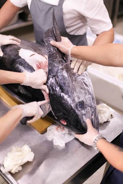 Flujo de trabajo de IA veterinaria con OrKa: Orquestación especializada, Entrada estructurada JSON y Razonamiento observable