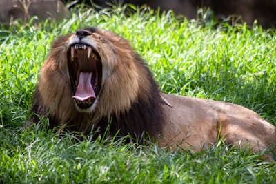 Optimizador de León Eficiente con Mejora General