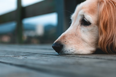 Frases para superar la pérdida de tu perro