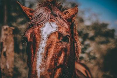 Cómo un juego de HORSE y $2,000 lo ayudaron a comprar un equipo de la NBA