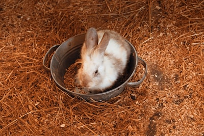 Piérdete en los agujeros de conejo aleatorios de WikiRoulette