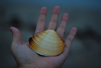 Cómo aceleré mi Shell con el código de Claude
