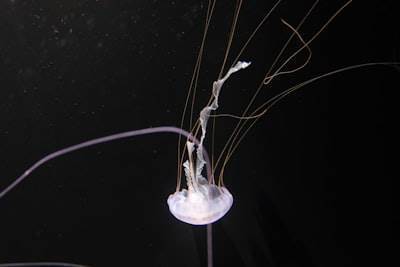 Reconstrucción sináptica automatizada con datos de criotomografía electrónica