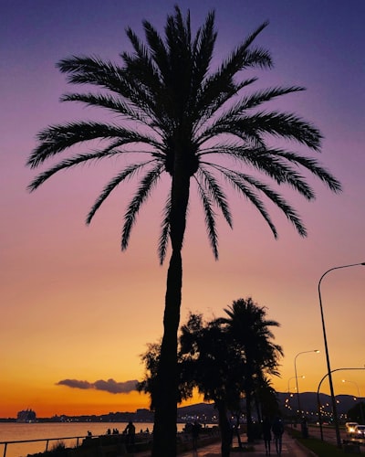 Mejores empresas para publicidad de IA en Palma