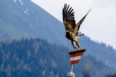 Un análisis detallado del rendimiento resiliente de Águila Americana durante las vacaciones