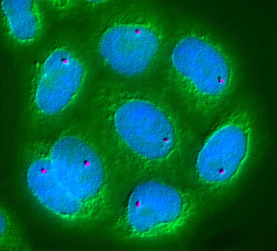 Un microscopio para ver la diversidad de las células