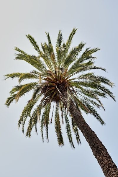 Expertos en reemplazo personalizado de sistemas heredados en Palma