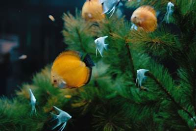 Un cruce navideño conmovedor en el Universo Bubu de Zootopia