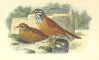 De aves a elefantes: clasificación de llamados con embeddings externos