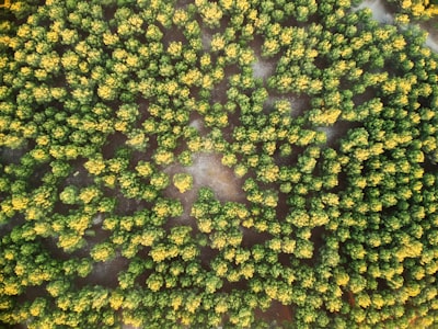 Los incendios forestales aumentan en EE. UU. y la agencia de bomberos de Trump no está lista