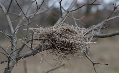 Un paso adelante en la conservación de aves con IA