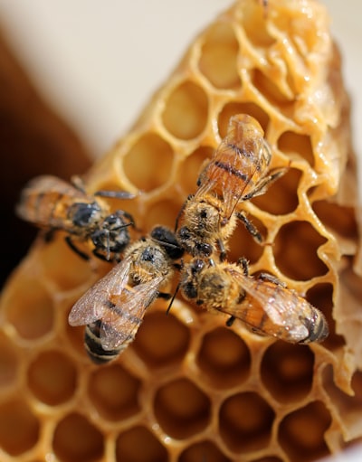 Cómo identificar abejas, abejorros y avispas sin confundirlos